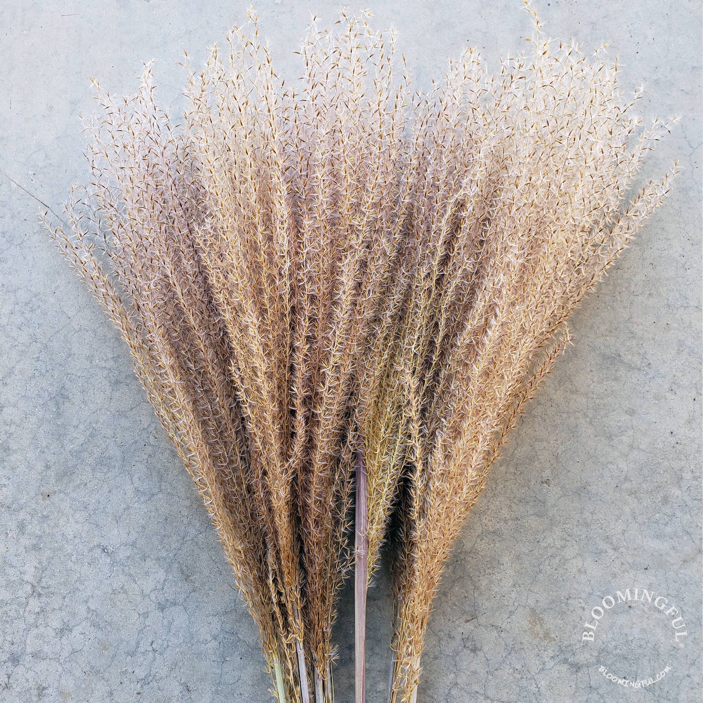 Pampas, Feathery Plume Reed Grass - Natural Brown (027)