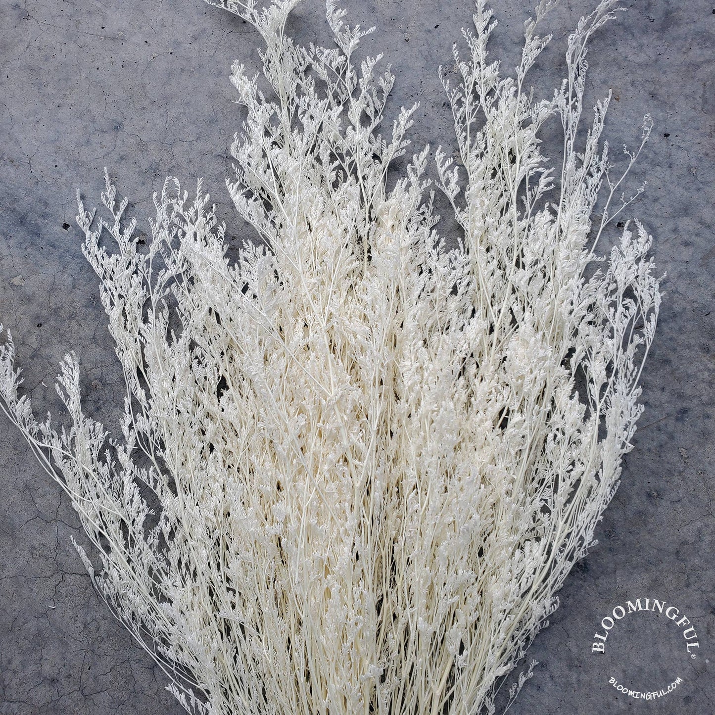Preserved Limonium Caspia Flowers - White, Cream (036)