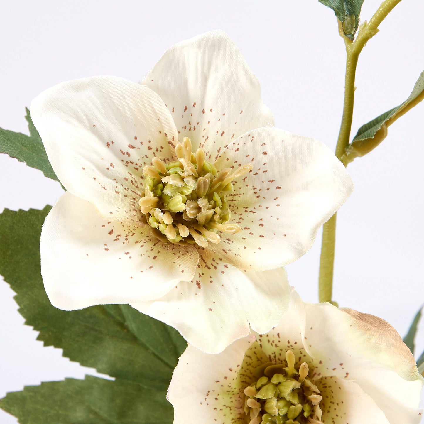 White Hellebore Floral Pick