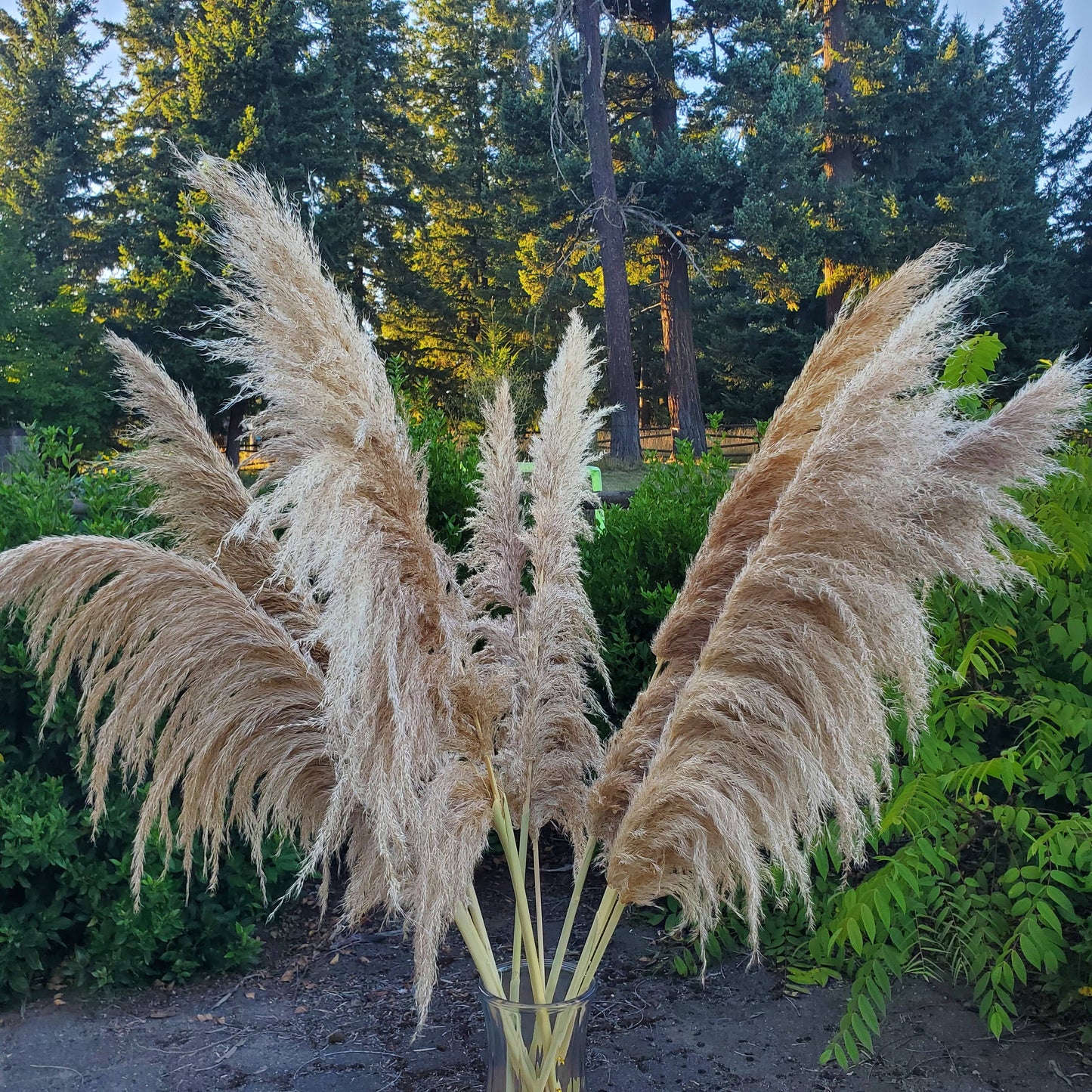 X-Large Pampas, Large Plume (3-4ft) - Natural Golden (61M)