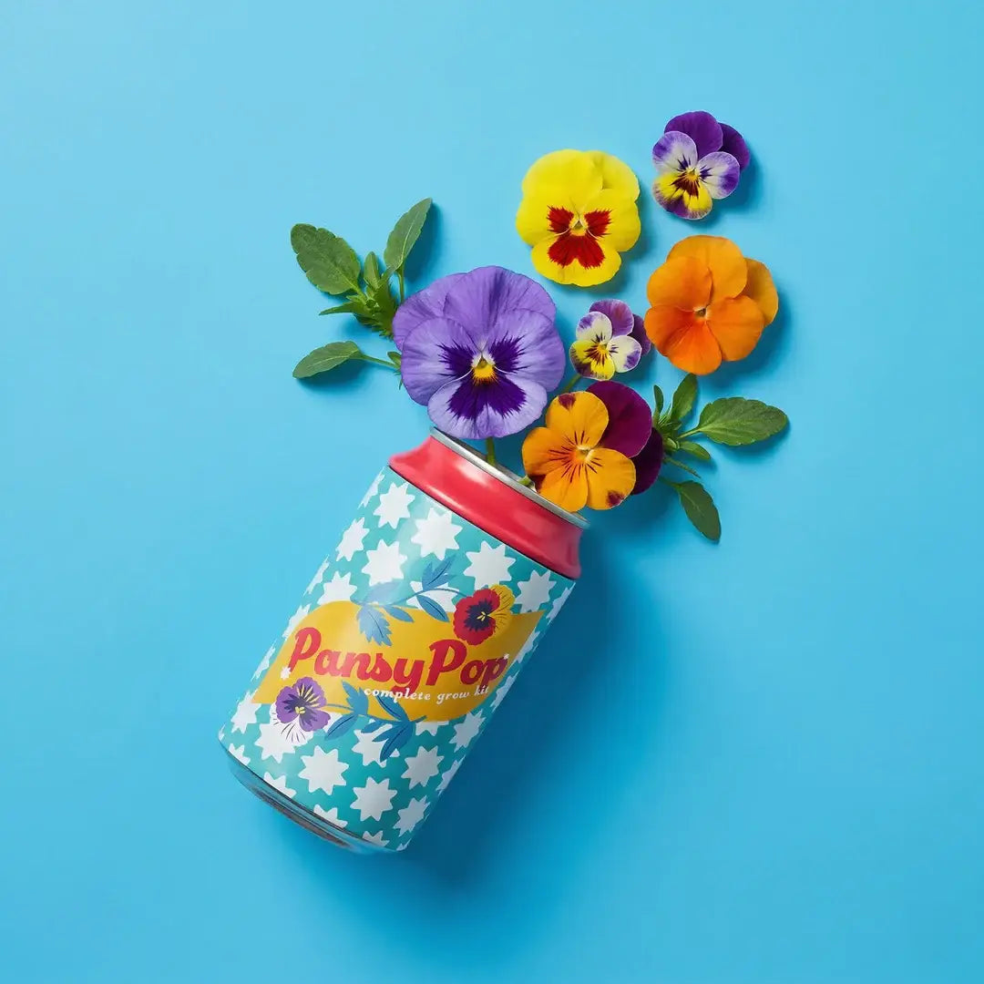 Pansy Grow Kit | Soda Can Planter | Indoor Gardening Kit