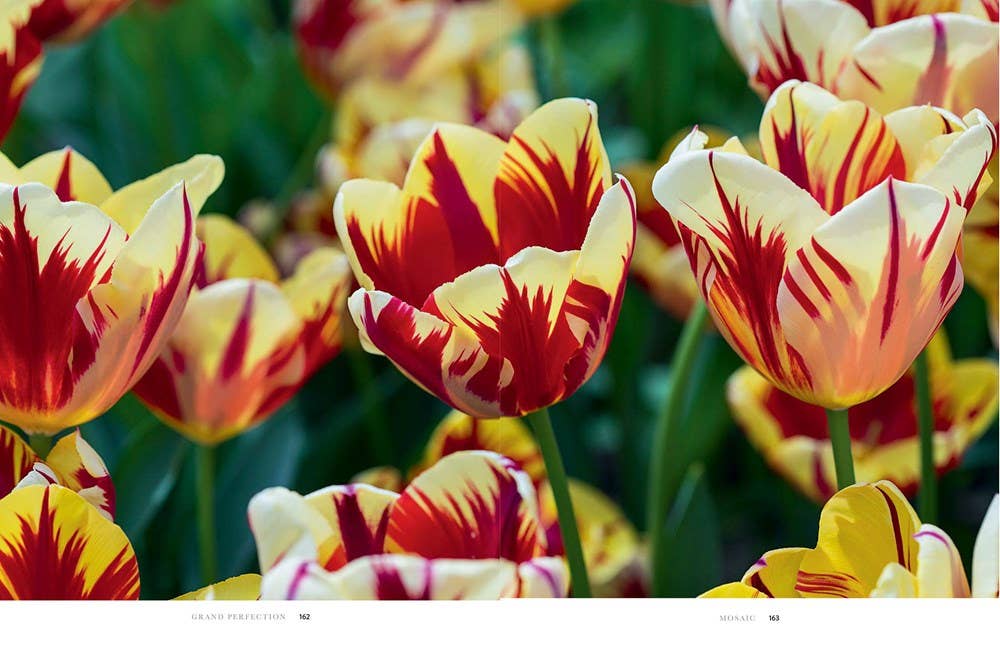 Tulips: Beautiful Varieties for Home and Garden