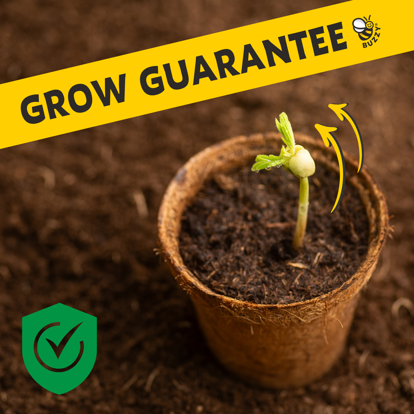 Classic Cactus Grow Kit | Terracotta Planter | Indoor Gift