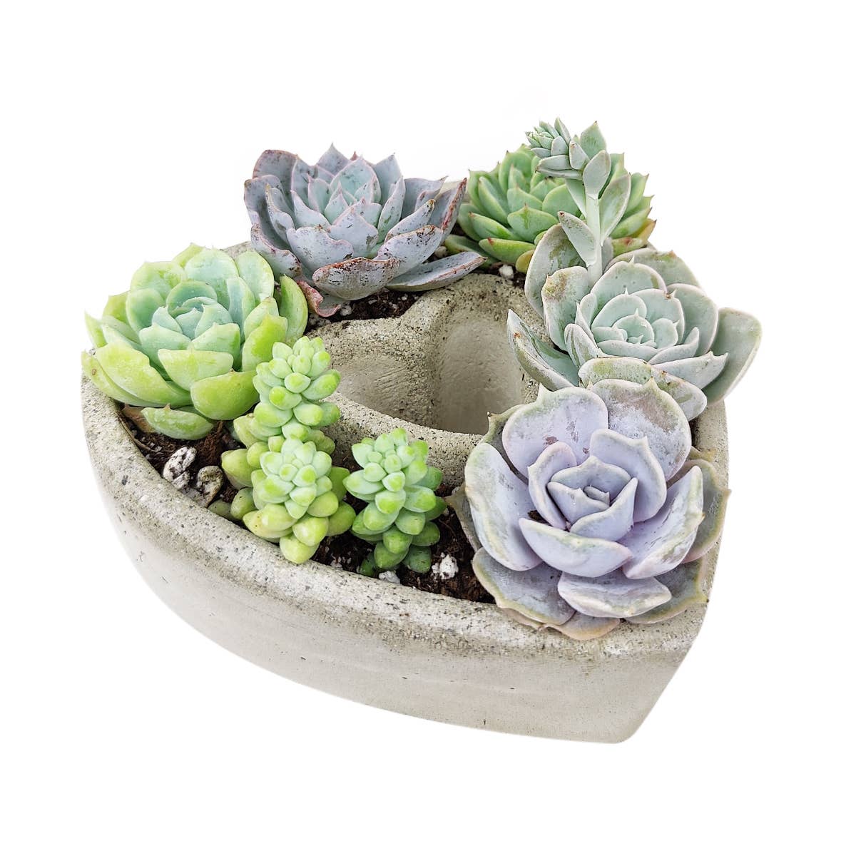 Succulent Heart Arrangement