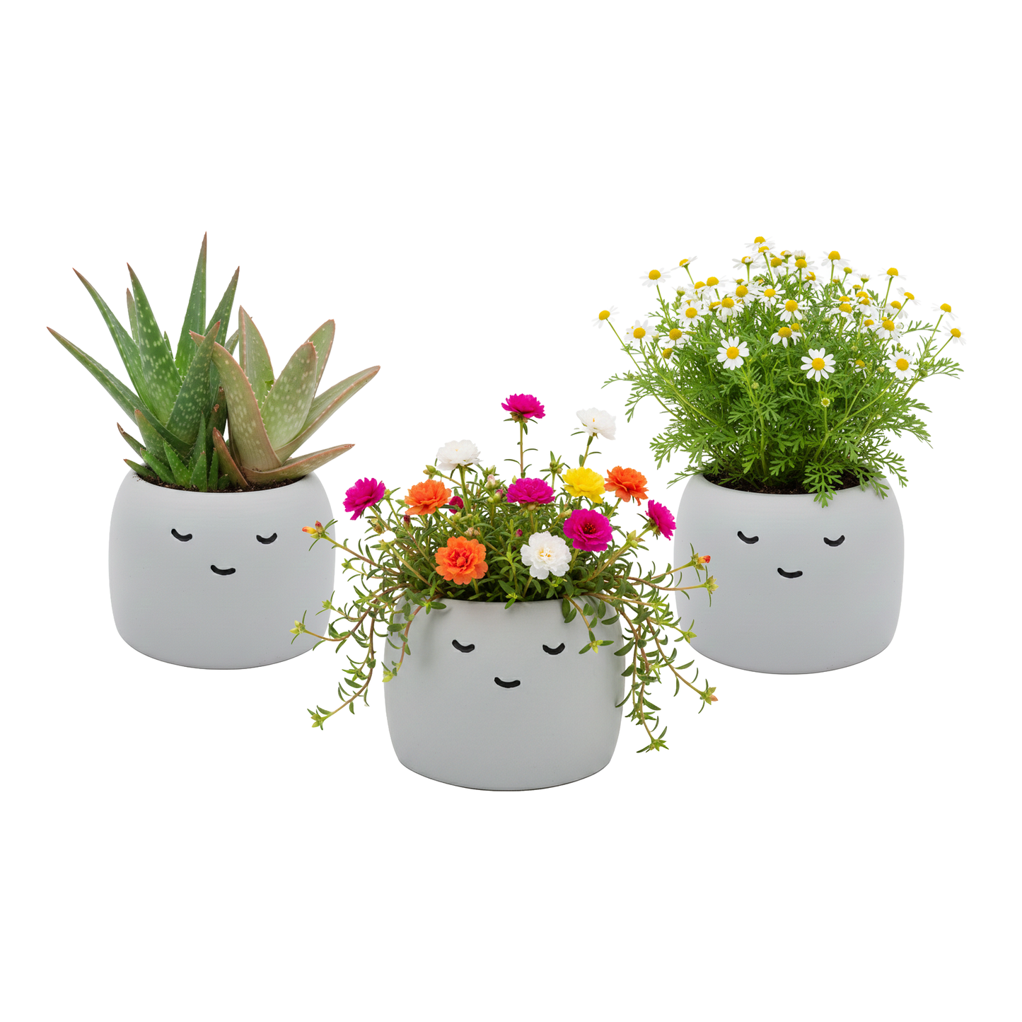 Peaceful Pots 3pk | Indoor Herb & Succulent | Zen Garden