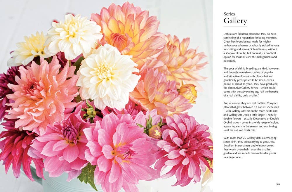 Dahlias; Beautiful Varieties for Home & Garden (hardcover)