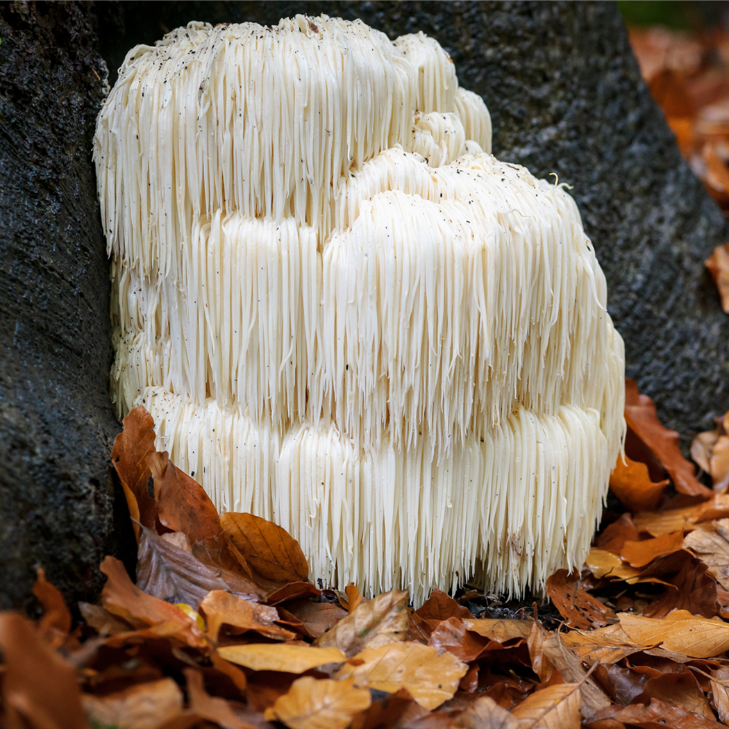 Focus Shot (Blueberry Lemon)- w/ Lion's Mane Mushroom