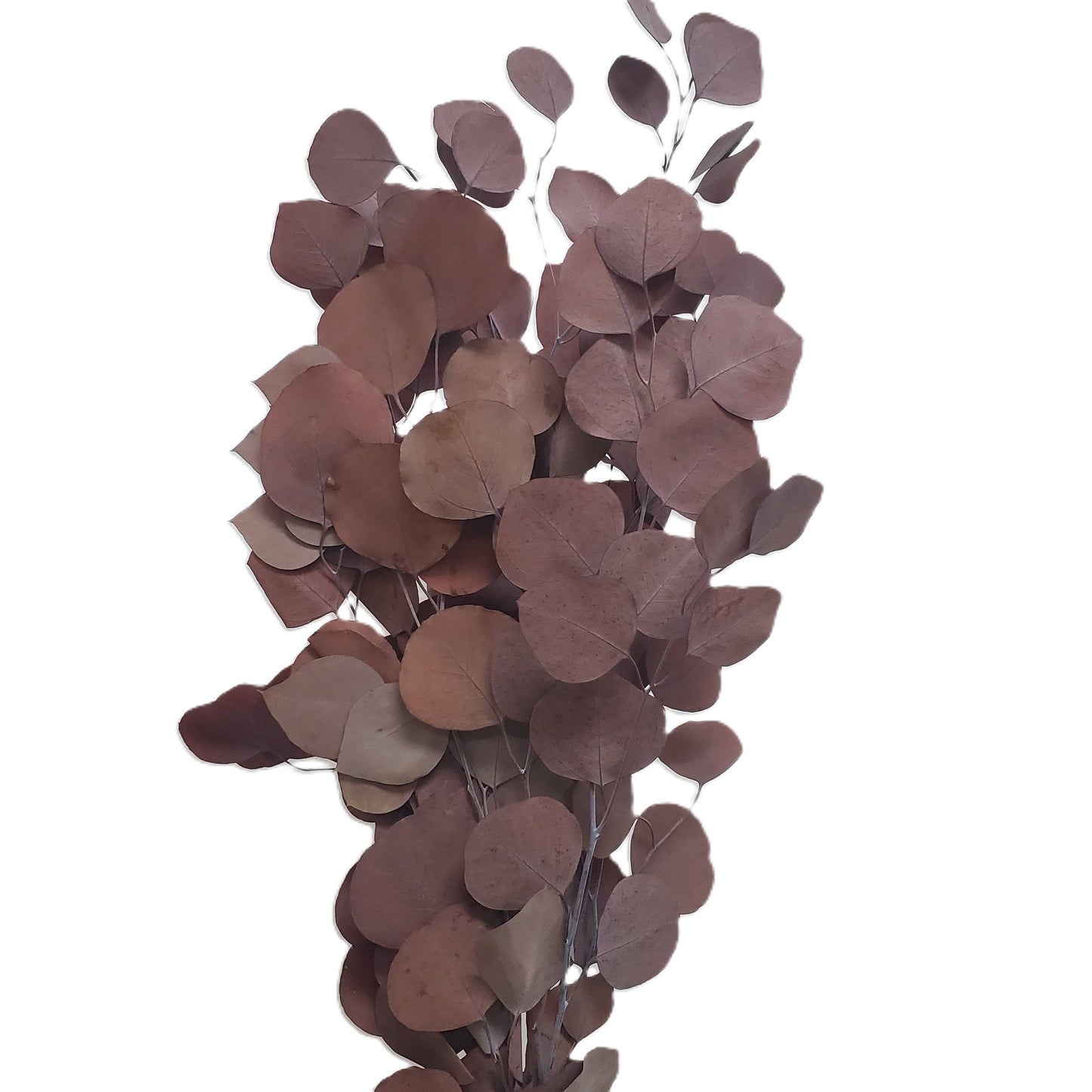 Silver Dollar Eucalyptus Preserved - Terracotta Orange (103)