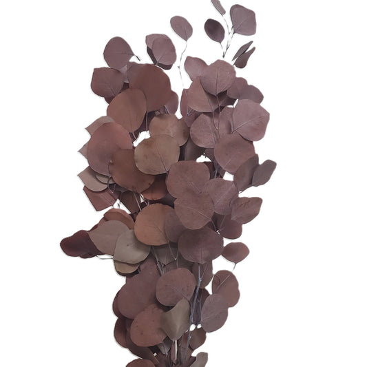Silver Dollar Eucalyptus Preserved - Terracotta Orange (103)
