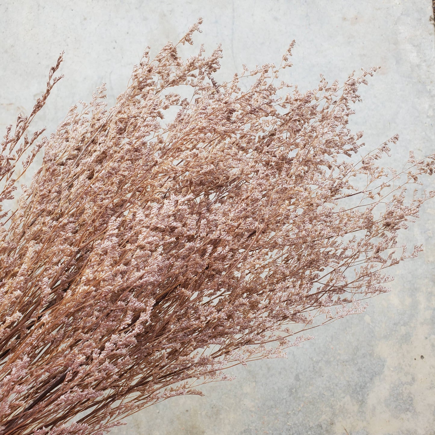 Preserved Limonium Caspia Flowers - Dusty Rose Mauve (039)