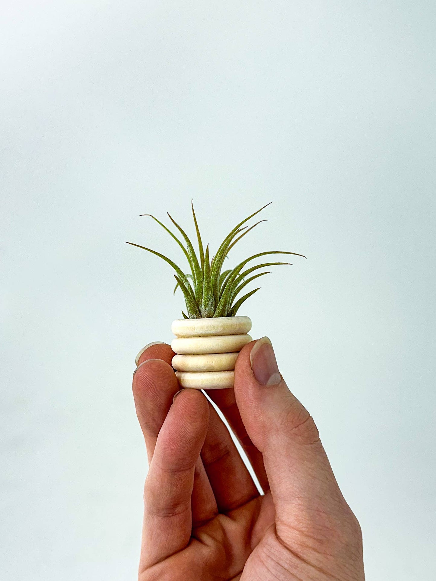 Air Plant Bubble Holder | Tiny Air Plant Minimalist Pot