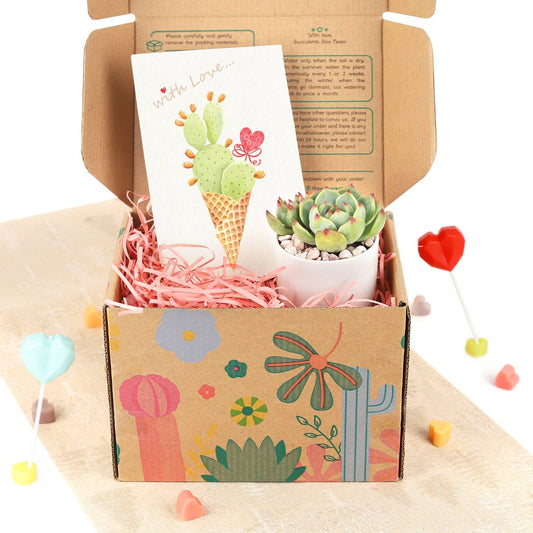 Valentine Gift Box - 1 Succulent - Gift Boxes Ideas For Her