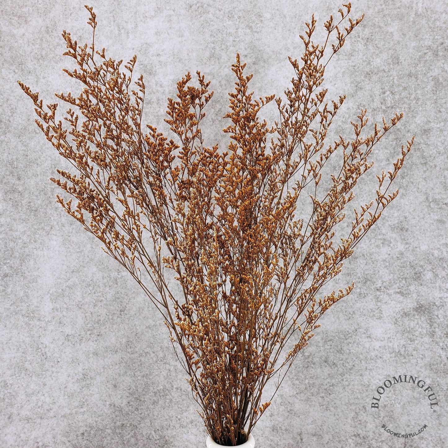 Preserved Limonium Caspia Flowers - Terracotta Orange (005)