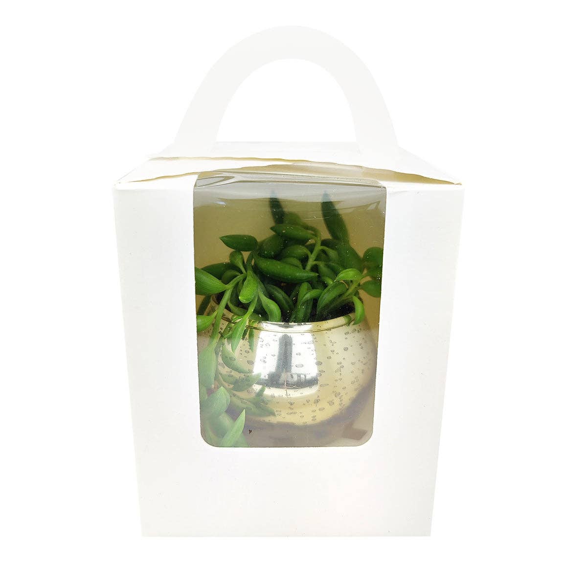 Plant Carrier Bag, Succulent Gift Box, Valentine Gift Ideas