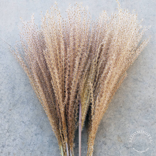 Pampas, Feathery Plume Reed Grass - Natural Brown (027)