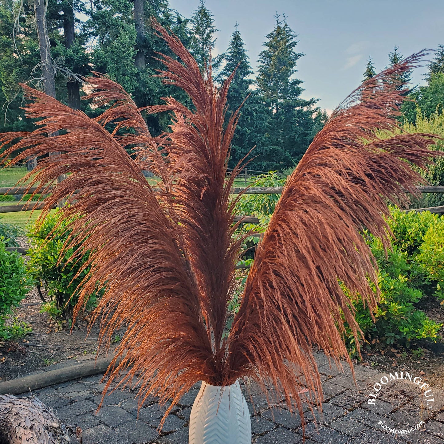 No-Shed Silky Large Pampas (3-4ft) - Bronzed Copper Brown