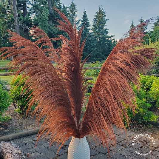 No-Shed Silky Large Pampas (3-4ft) - Bronzed Copper Brown