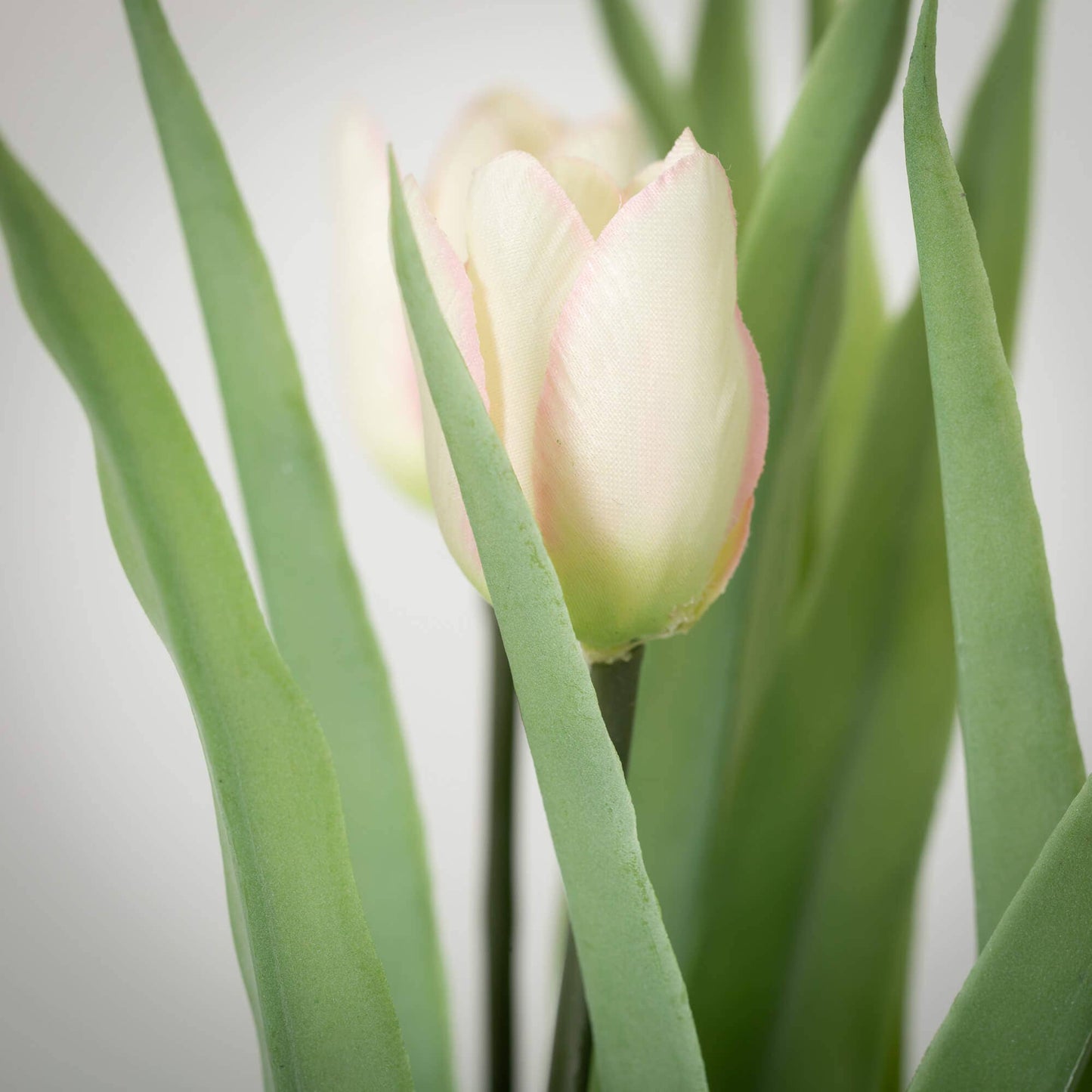 POTTED ROSE PINK TULIP