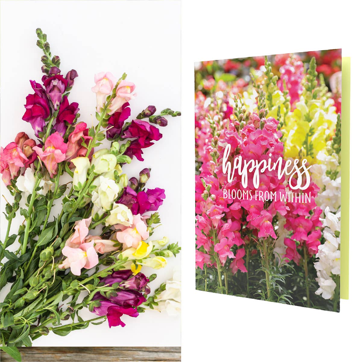 SEED PACKET GREETING CARDS | FREE Display w/36+ Cards