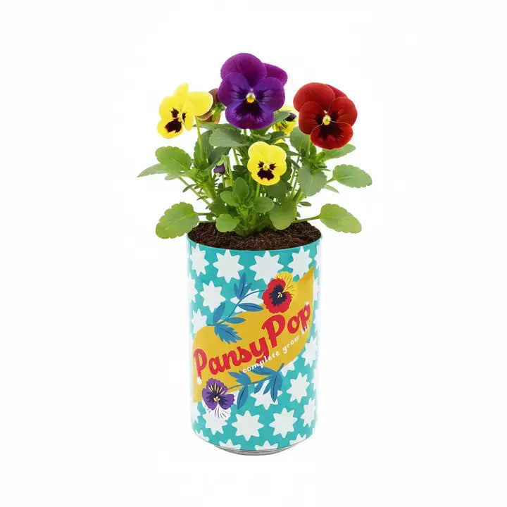 Pansy Grow Kit | Soda Can Planter | Indoor Gardening Kit