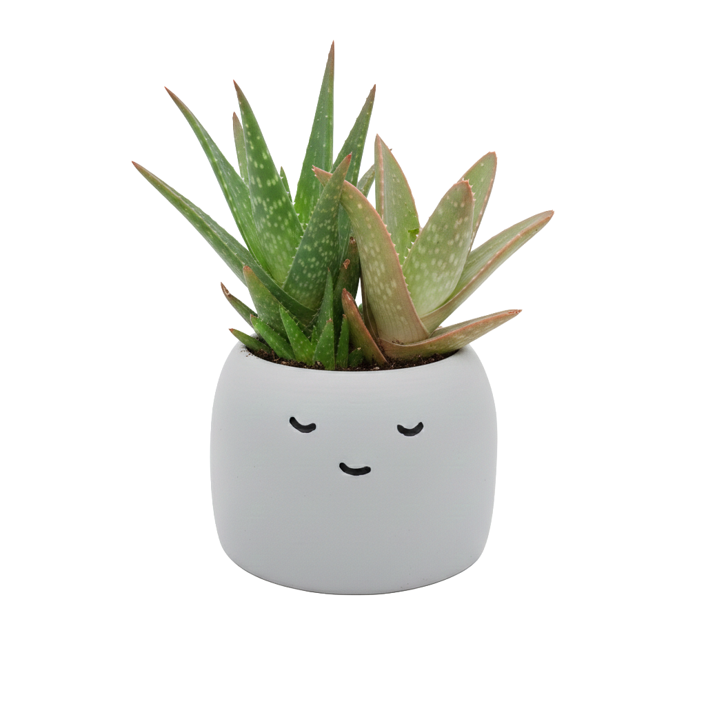 Peaceful Pots 3pk | Indoor Herb & Succulent | Zen Garden