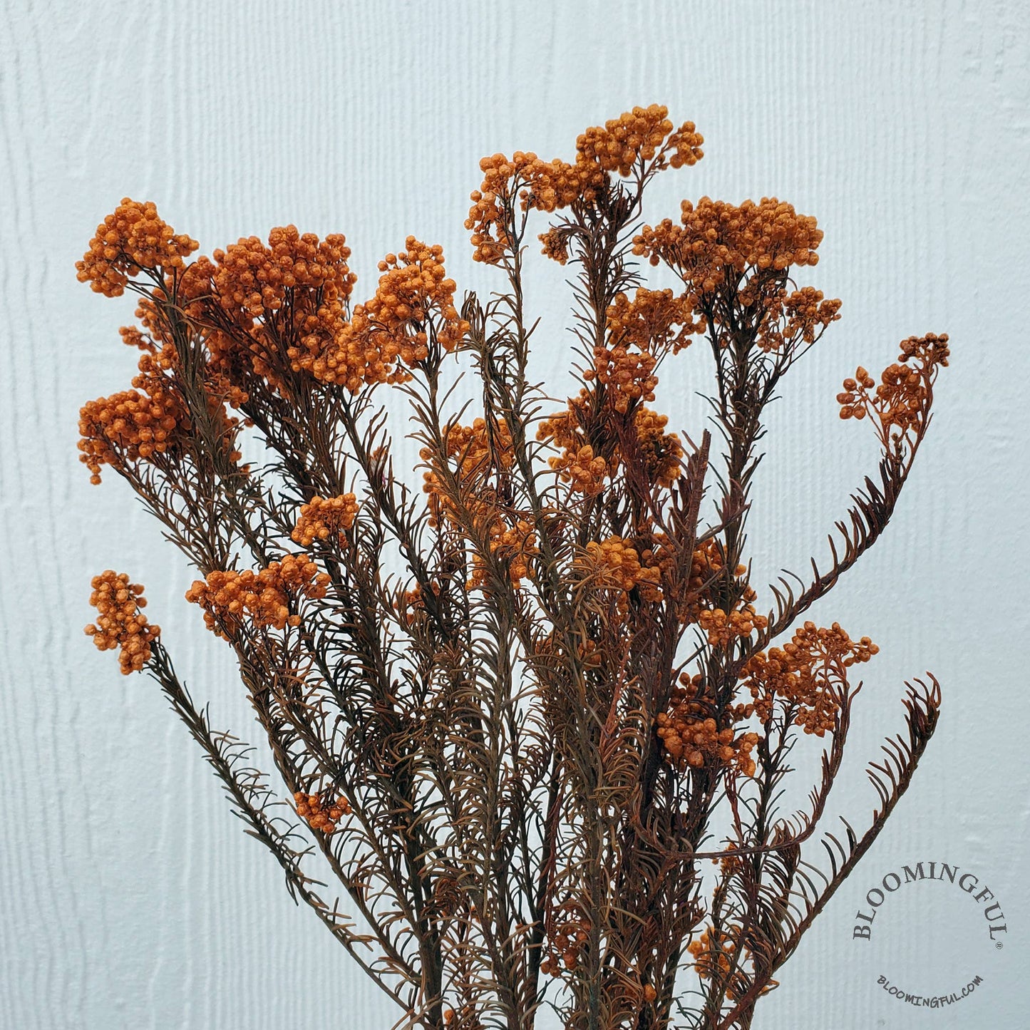 Preserved Rice Flower - Orange Terracotta (126)
