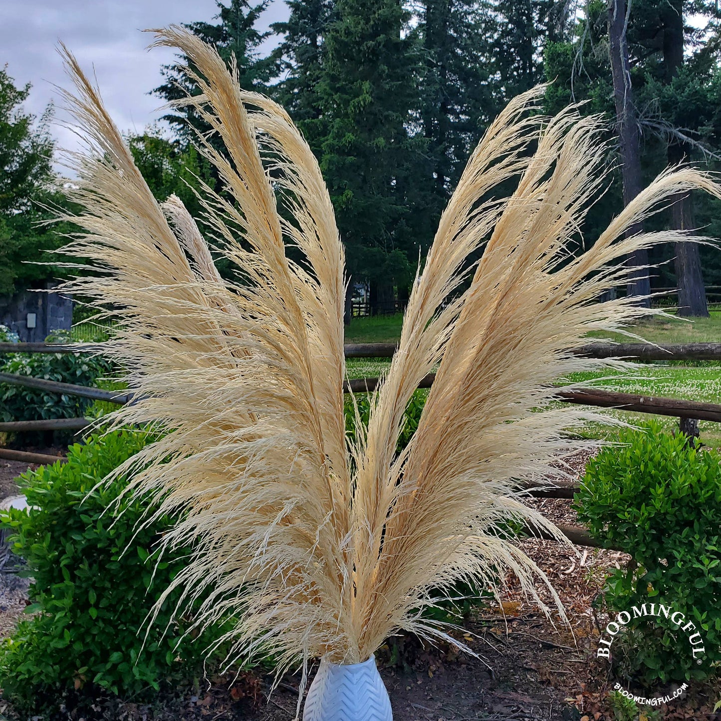 Silky Large Pampas (3-4ft) - White/Cream