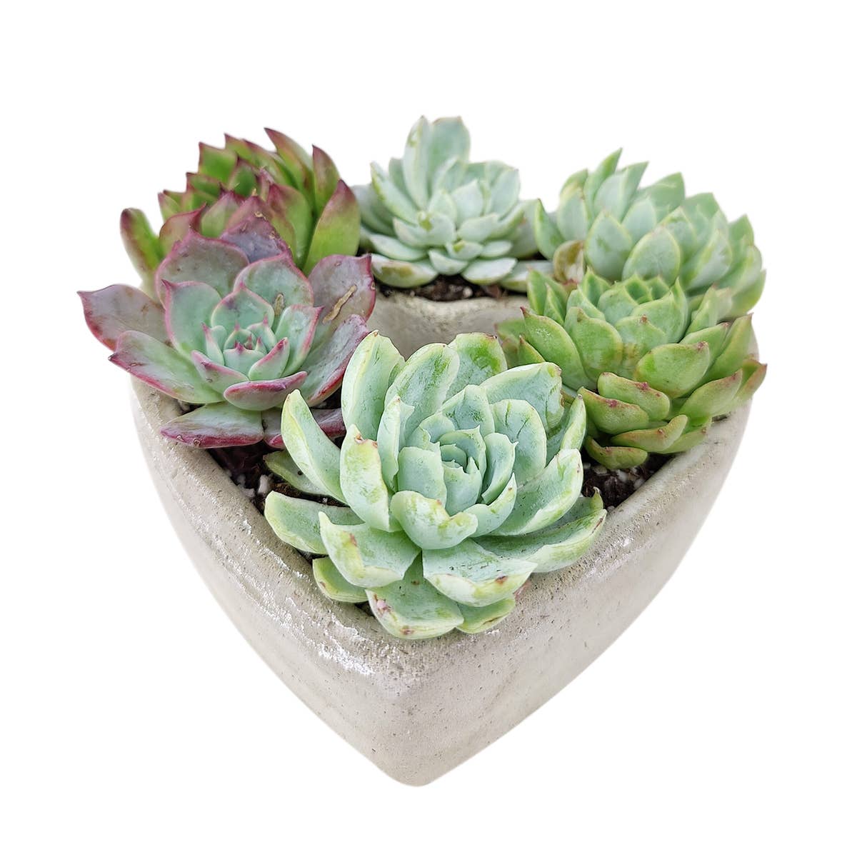 Succulent Heart Arrangement