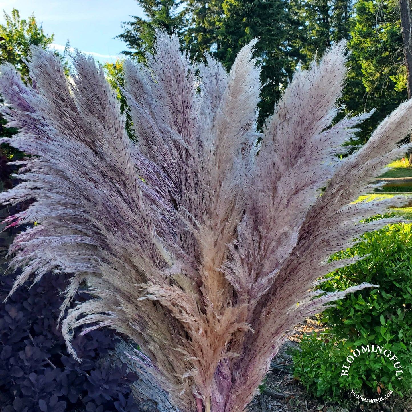 X-Large, Extra Fluffy Pampas Grass (3ft) - Heathered Purple