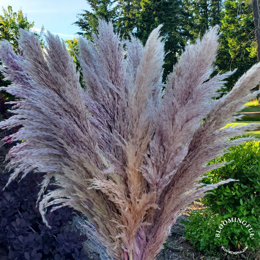 X-Large, Extra Fluffy Pampas Grass (3ft) - Heathered Purple