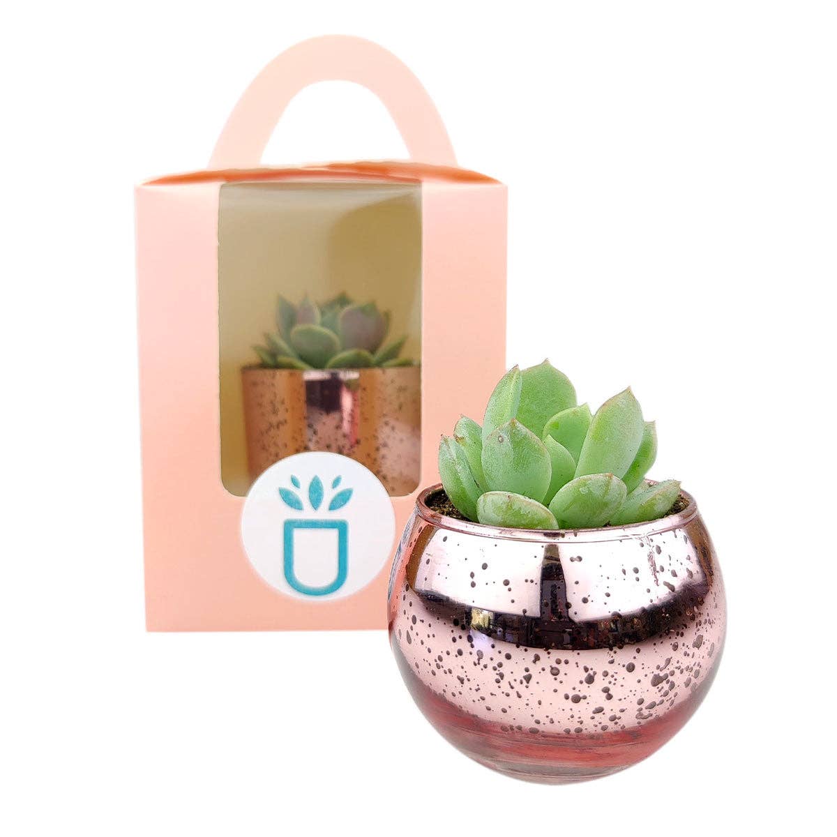 Plant Carrier Bag, Succulent Gift Box, Valentine Gift Ideas