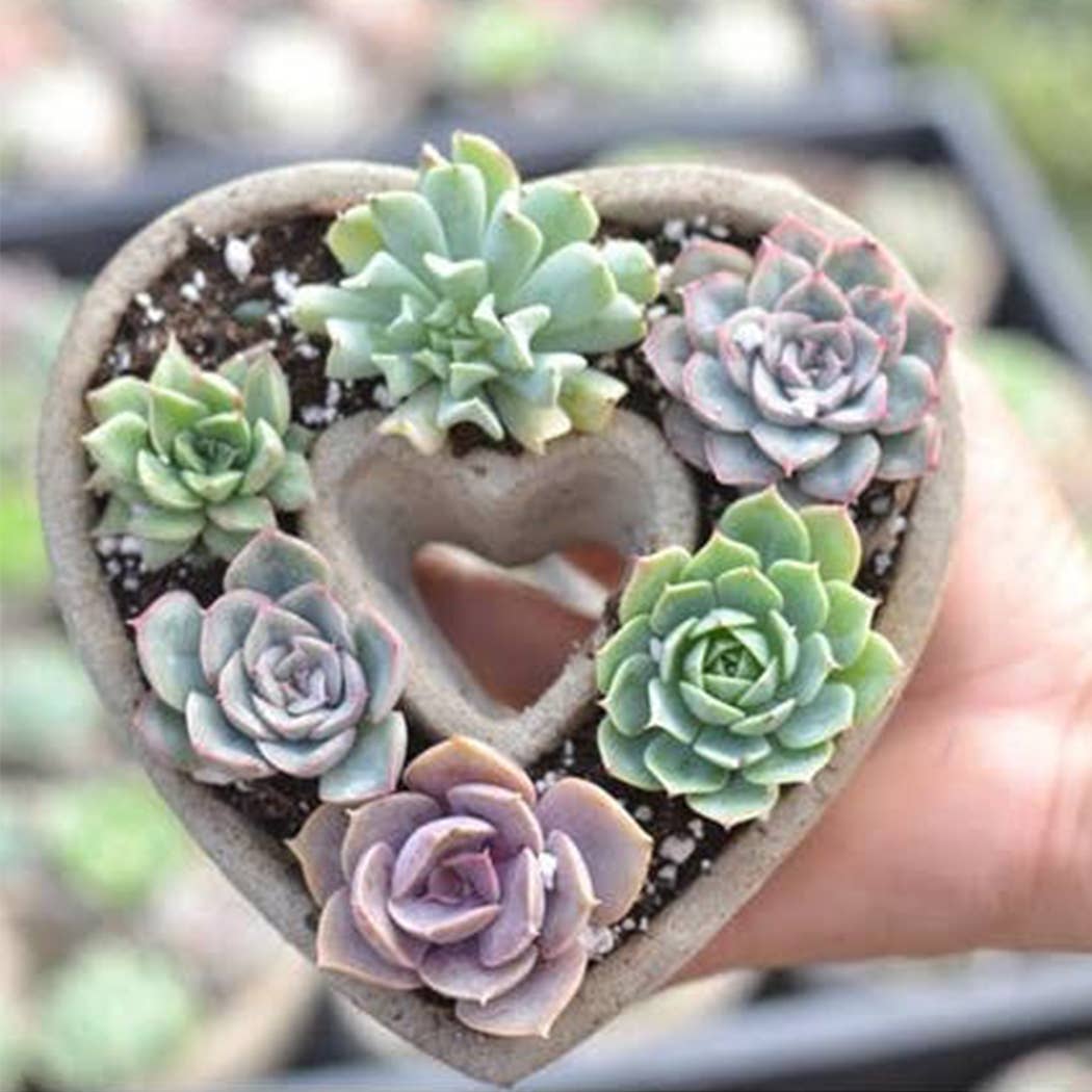 Succulent Heart Arrangement