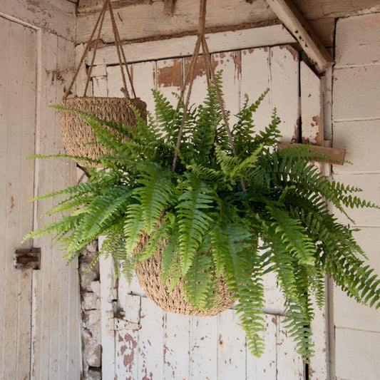 Hanging Seagrass Baskets (Set Of 02)