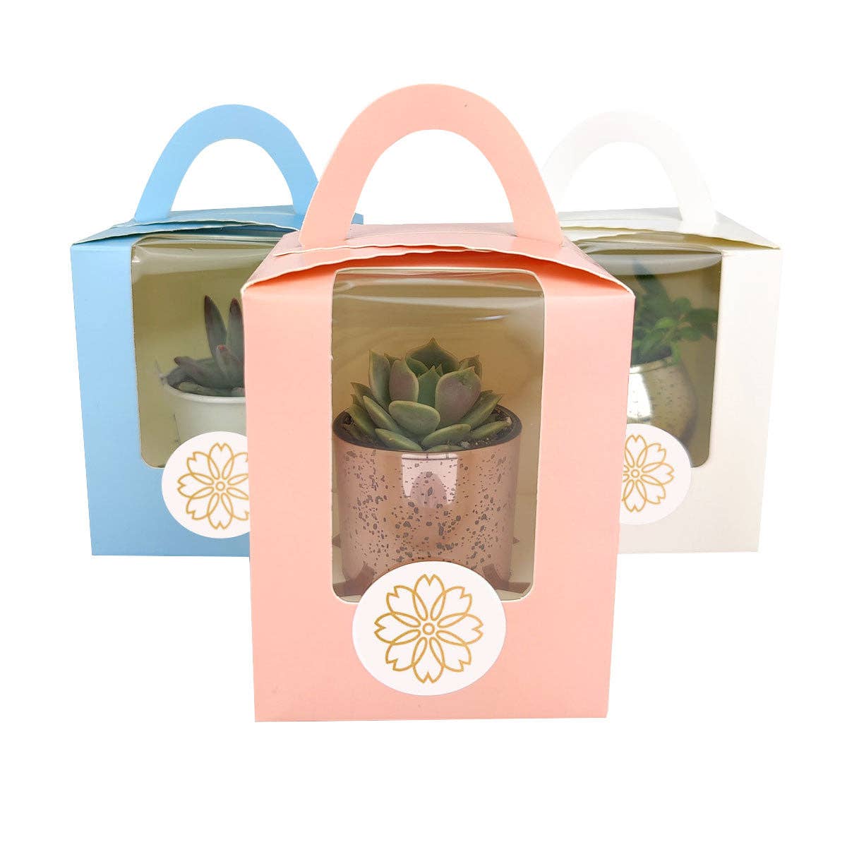 Plant Carrier Bag, Succulent Gift Box, Valentine Gift Ideas