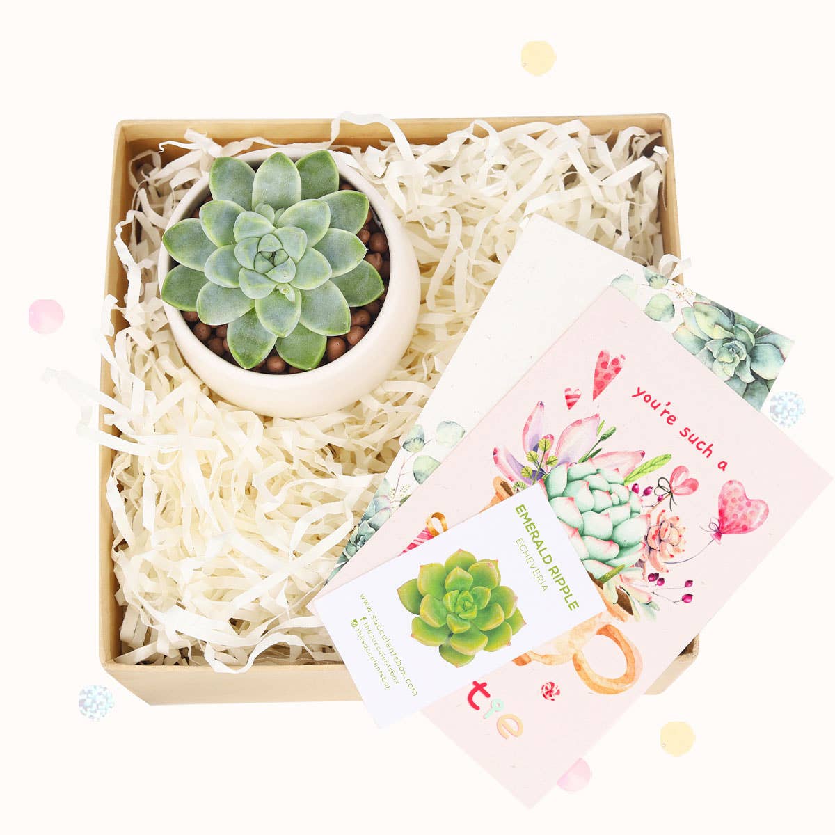 Valentine Gift Box - 1 Succulent - Gift Boxes Ideas For Her