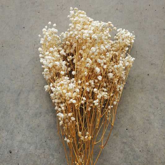 Preserved Gypsophila, Baby's Breath - Off-White / Champagne