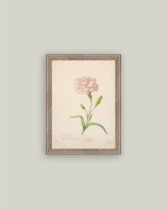 Pink Carnation Framed Antique Art