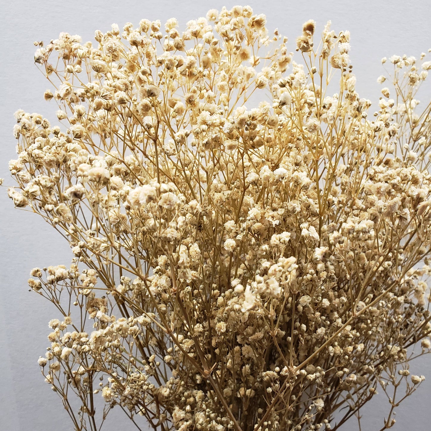 Preserved Gypsophila, Baby's Breath - Off-White / Champagne