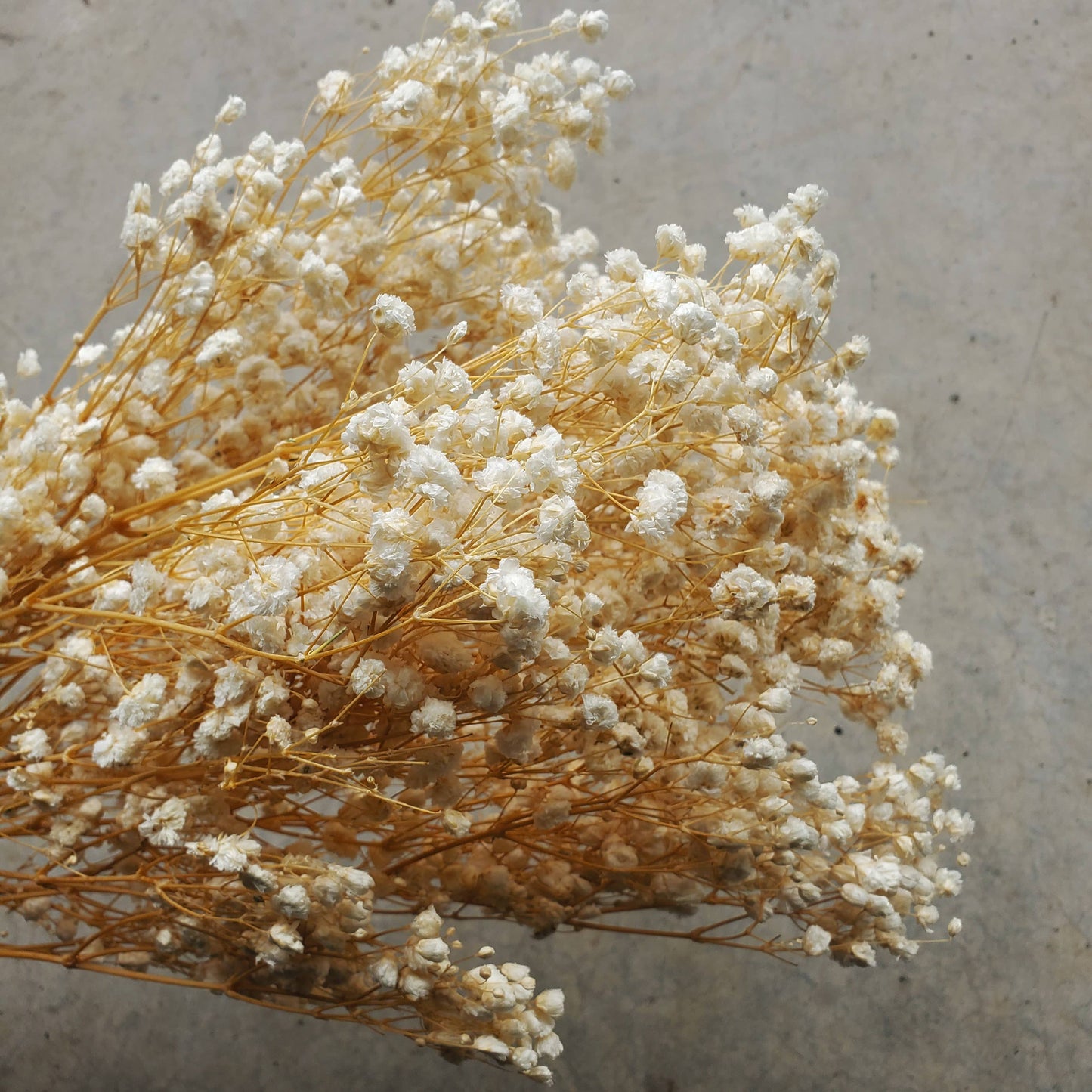 Preserved Gypsophila, Baby's Breath - Off-White / Champagne