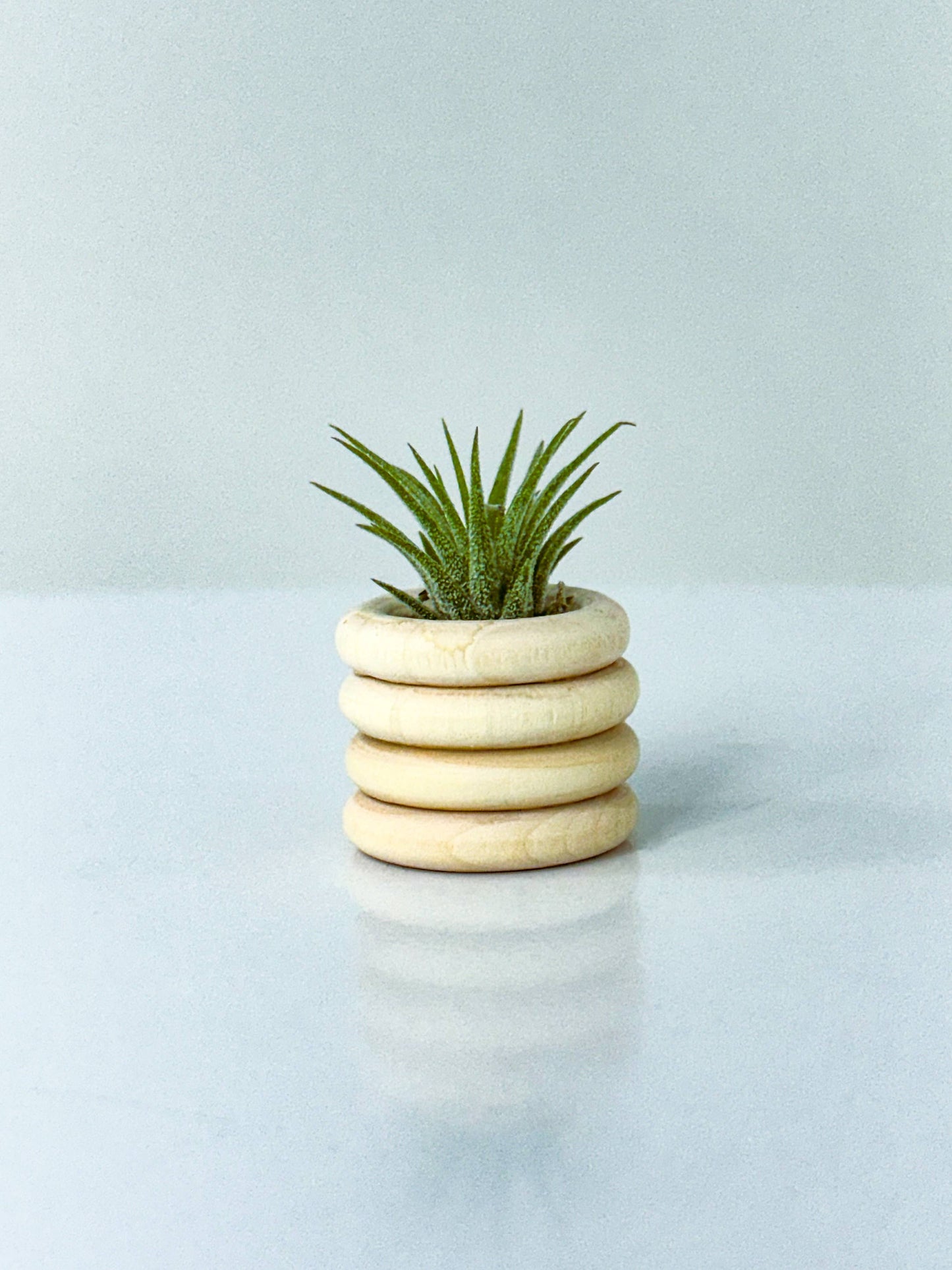 Air Plant Bubble Holder | Tiny Air Plant Minimalist Pot