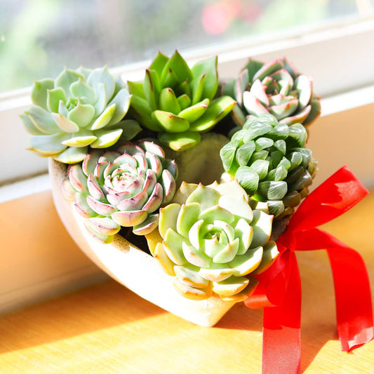 Succulent Heart Arrangement