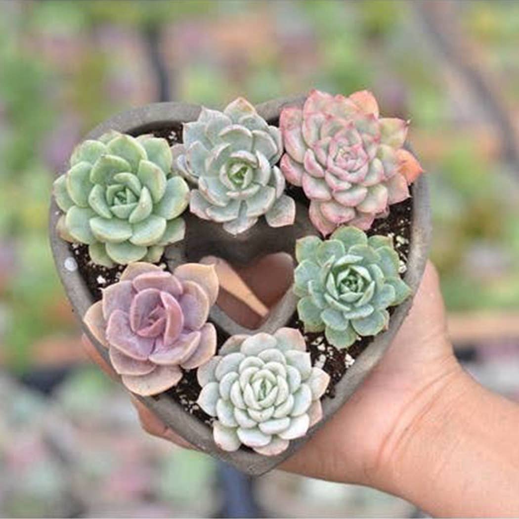 Succulent Heart Arrangement