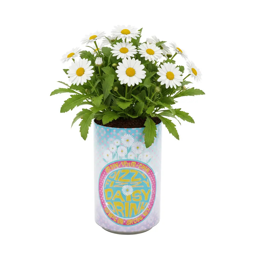 Daisy Grow Kit | Soda Can Planter | Indoor Gardening Kit 