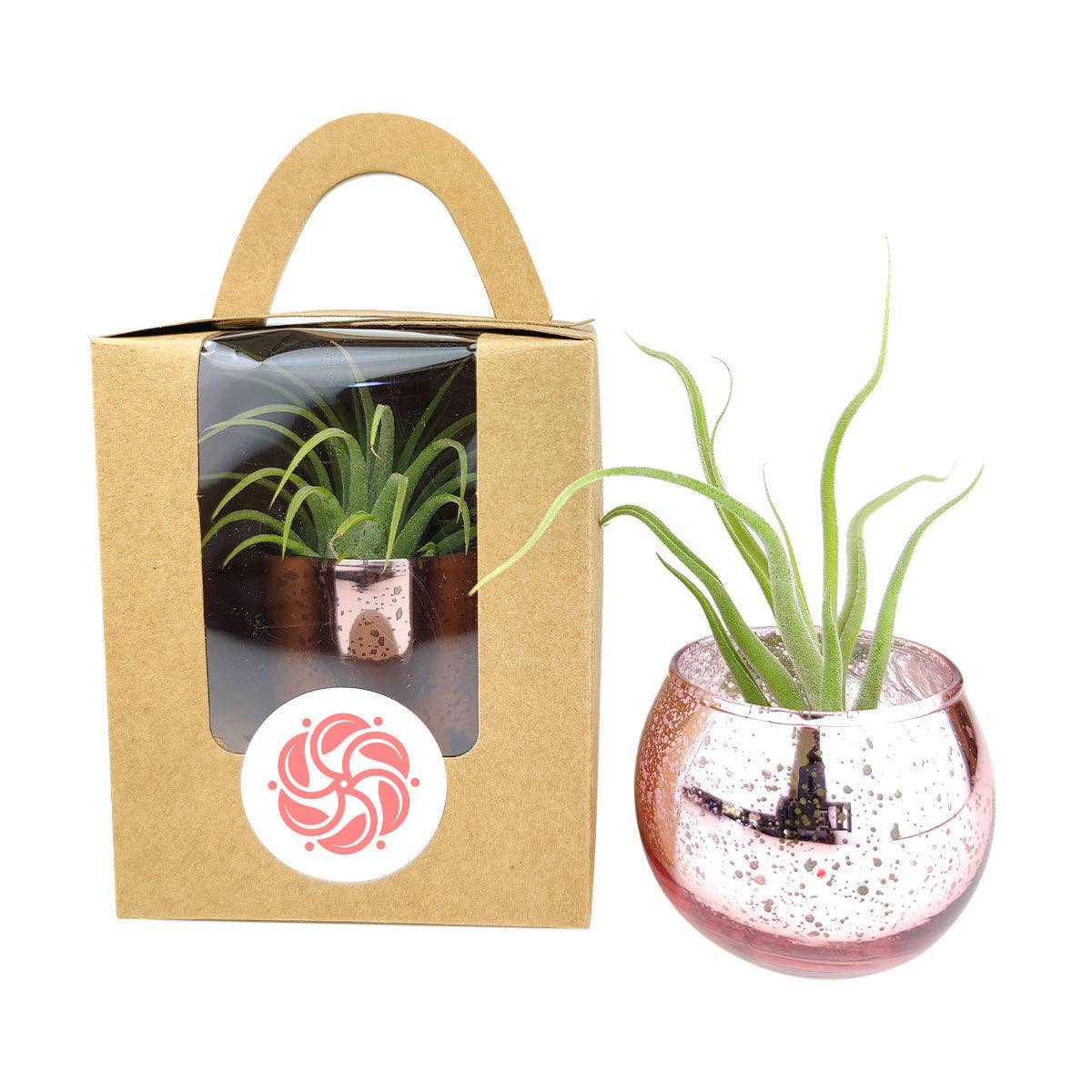 Plant Carrier Bag, Succulent Gift Box, Valentine Gift Ideas