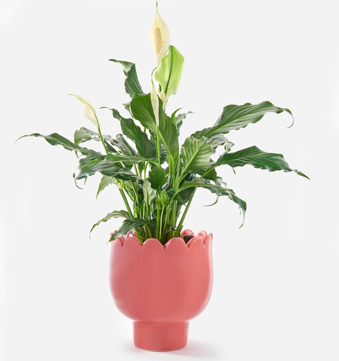 Pink Flower Planter, Dark Pink