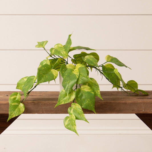 Potted Philodendron Plant (PC)