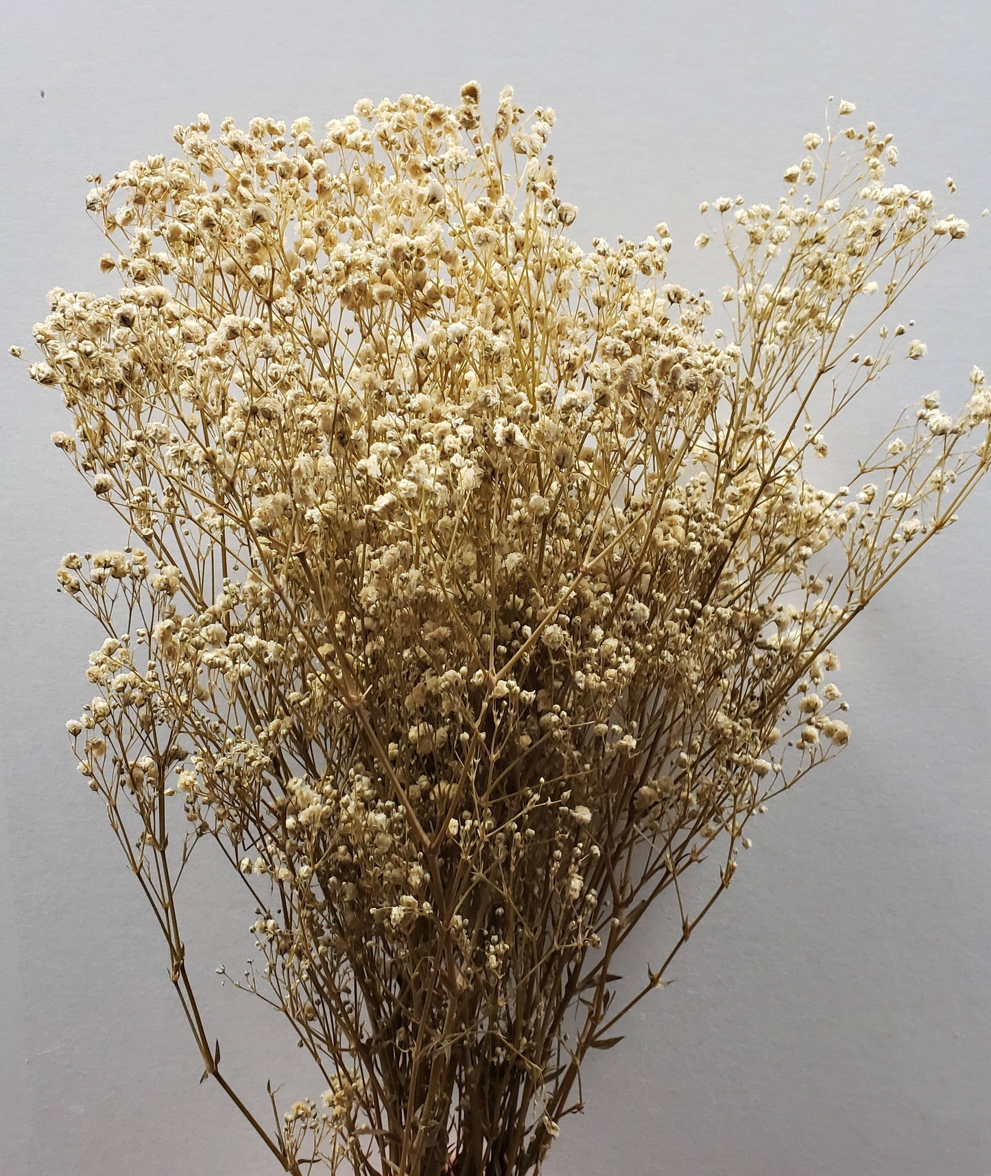 Preserved Gypsophila, Baby's Breath - Off-White / Champagne