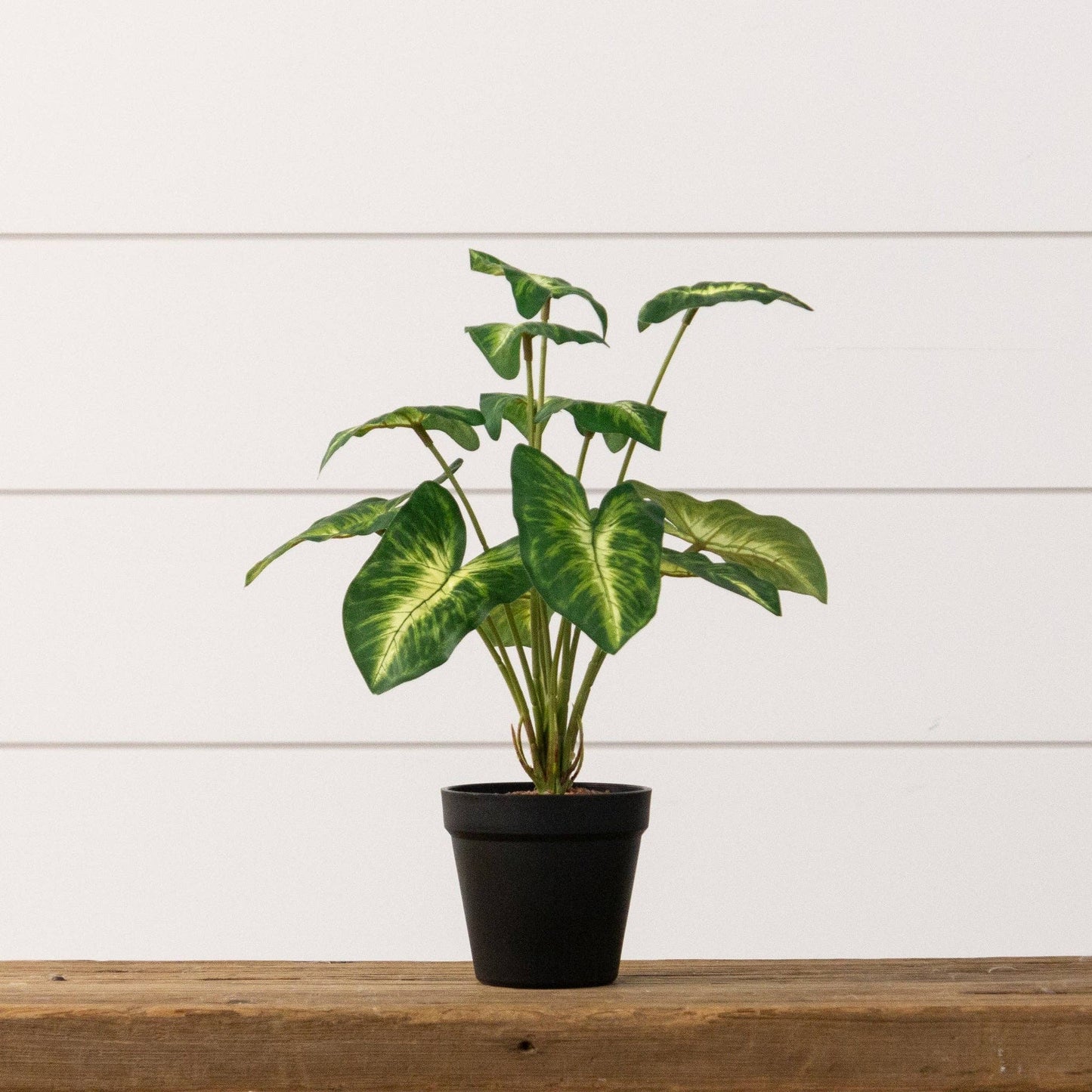 Potted Syngonium Plant (PC)