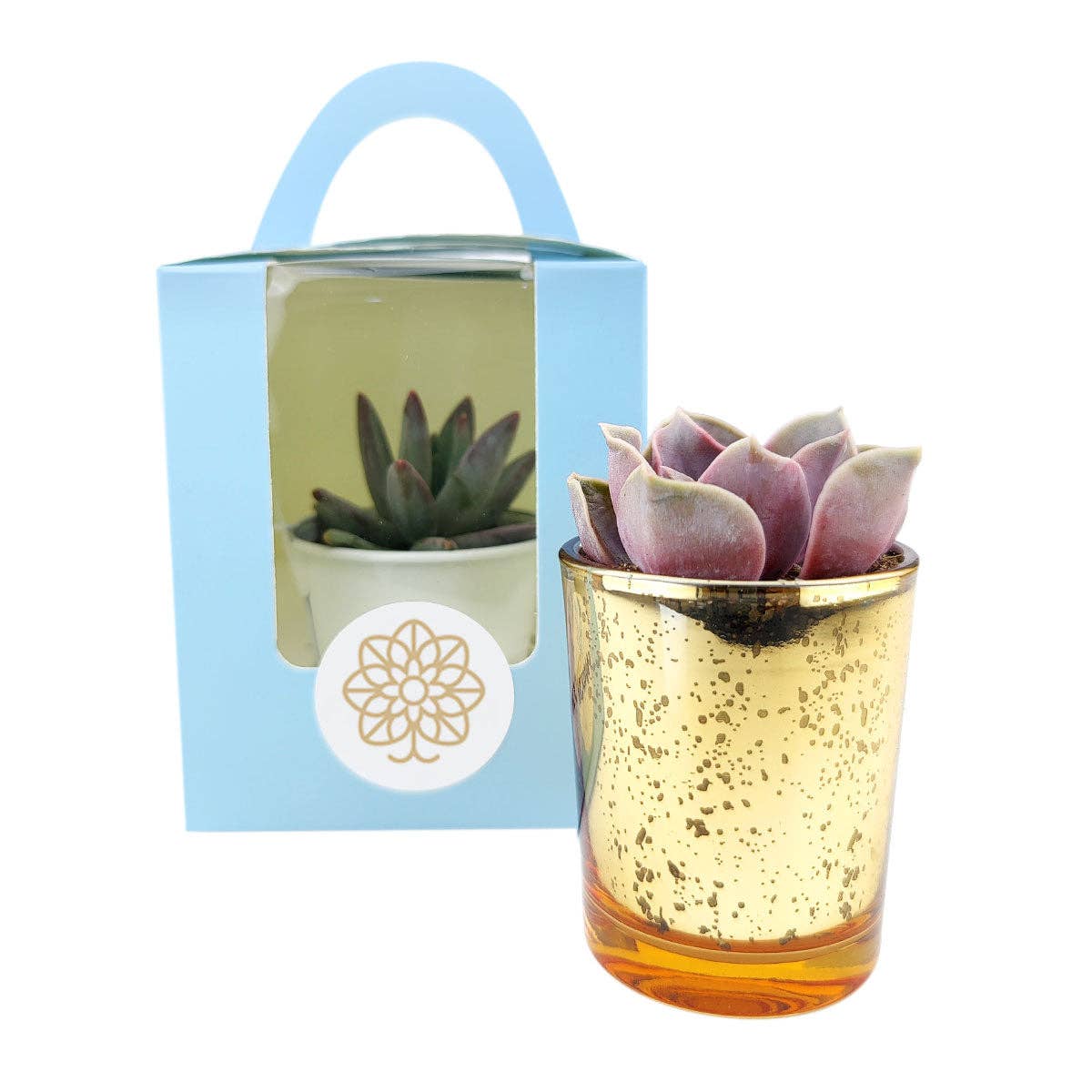 Plant Carrier Bag, Succulent Gift Box, Valentine Gift Ideas